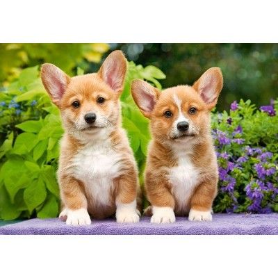 Пъзел Castorland 104659 Welsh Corgi Puppies 1000 части 