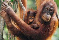 Пъзел Орангутан 500 ел.Dino 501928